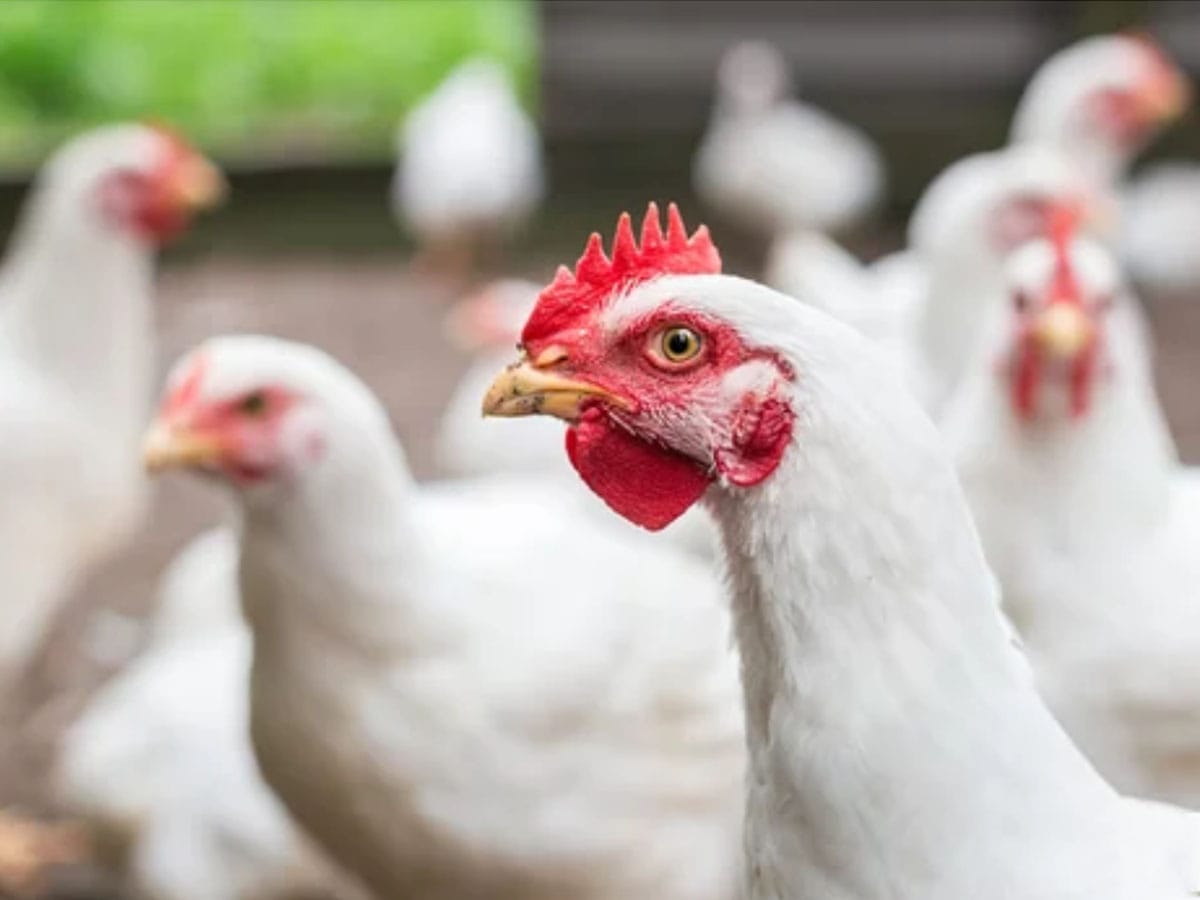 Rich results on Google's SERP when searching for 'Grippe Aviaire'