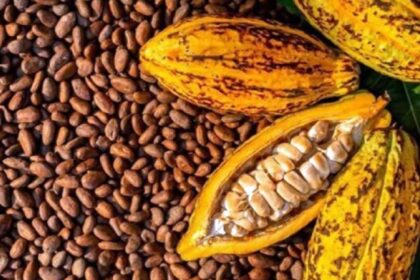 filières café et cacao