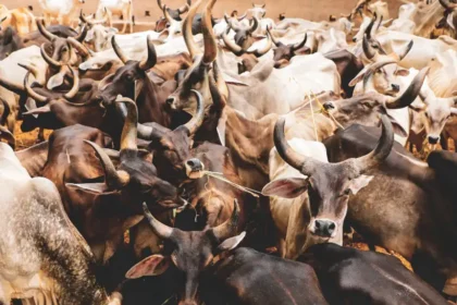 agriculteurs et éleveurs