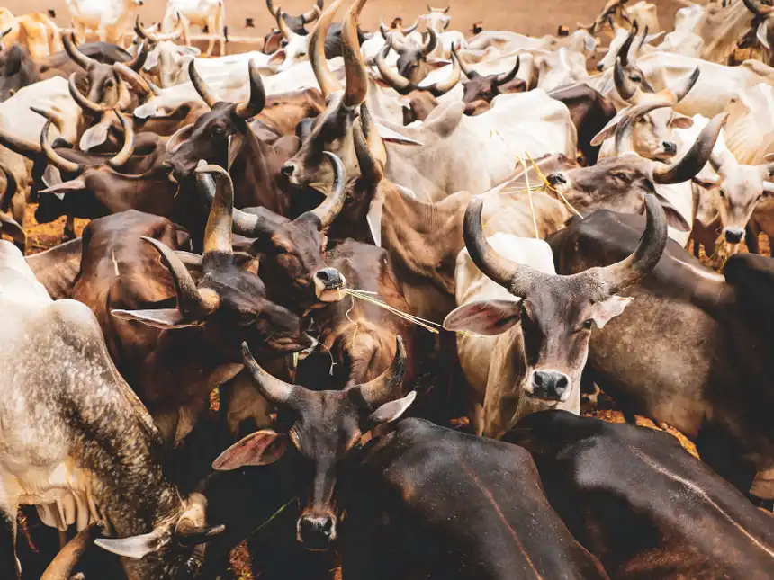 agriculteurs et éleveurs