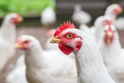 Rich results on Google's SERP when searching for 'Grippe Aviaire'