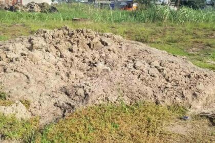 Rich results on Google's SERP when searching for 'Tamany'