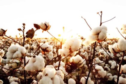 production cotonnière
