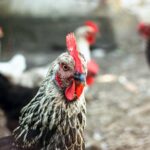 grippe aviaire