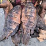 tilapia local