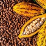 filières café et cacao