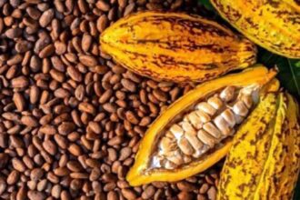 filières café et cacao