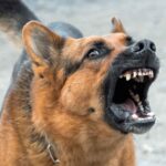 cas de rage