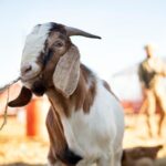 Tabaski 2025
