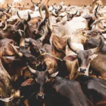 agriculteurs et éleveurs