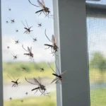 moustiquaires imprégnées