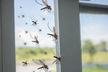 moustiquaires imprégnées