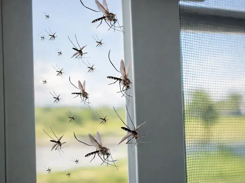 moustiquaires imprégnées