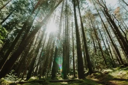 Ressources forestières