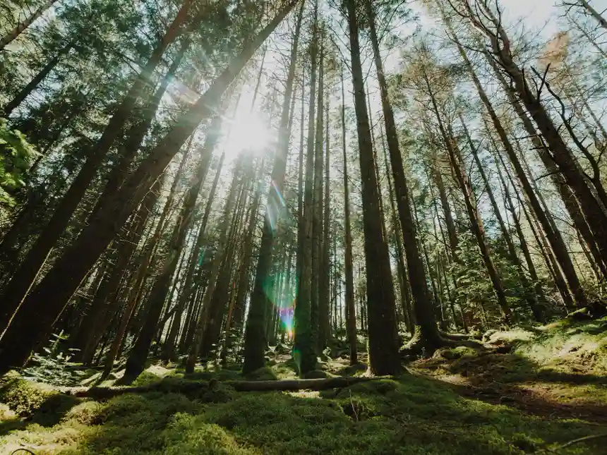 Ressources forestières