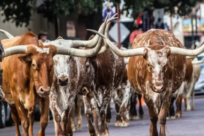camions transportant du bétail