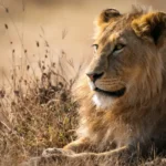 Lion à Klobatémé