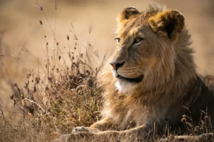 Lion à Klobatémé