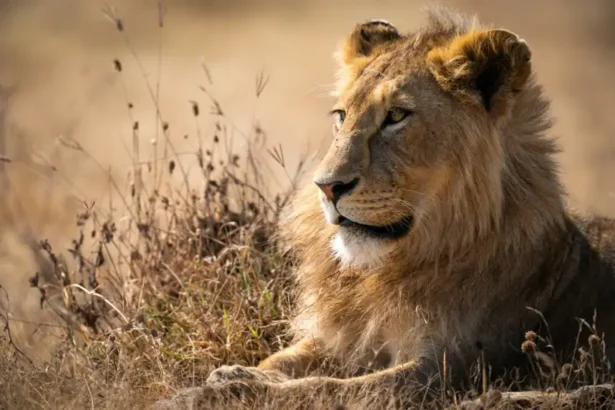 Lion à Klobatémé