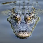 Un crocodile