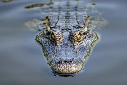 Un crocodile