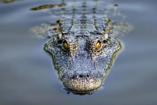 Un crocodile